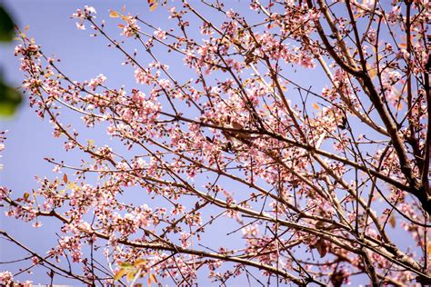 Philippine native tree that resembles Japan’s cherry blossoms .